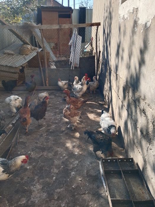 Куры ,петухи молодые