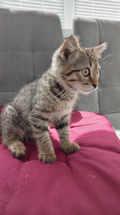 Котенок мальчик срочно ищет дом!