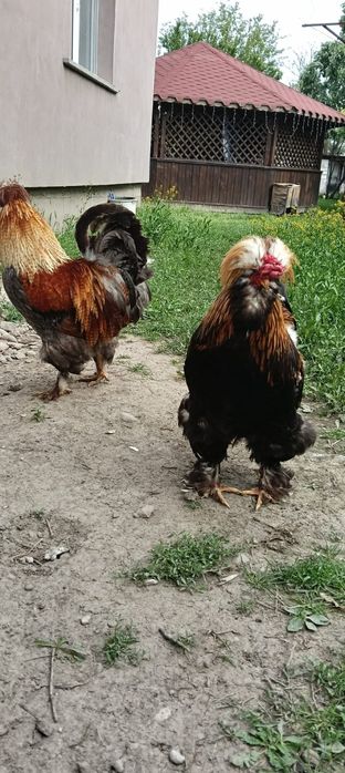 Caută altă casă,Cocoși de rasă
