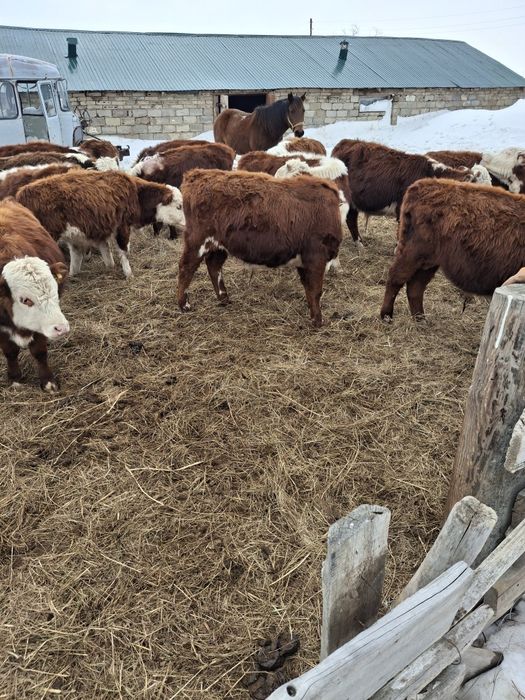 Продам быков молодняк