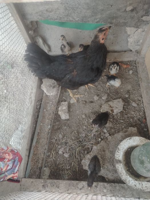 Joja va tovuq sotiladi tez sotiladi  xonaki sog'lom