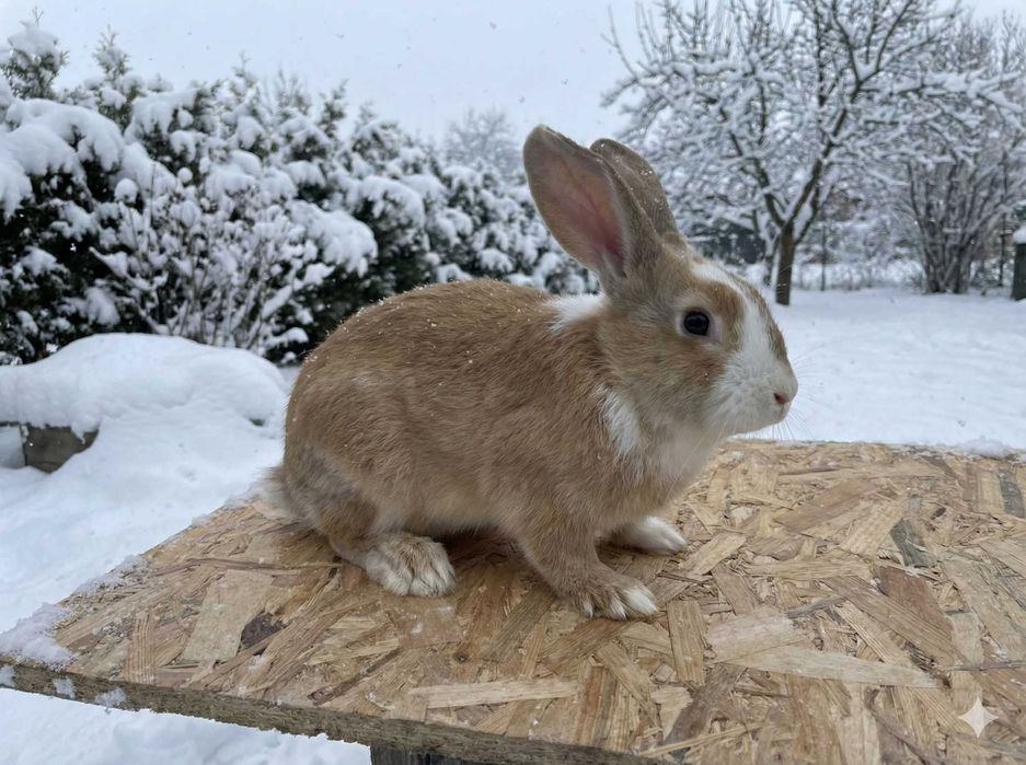 Vând URGENT Iepuri de Casă (Metiși) – Livrare în Timișoara