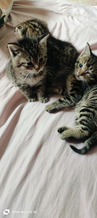 Отдам в хорошие руки