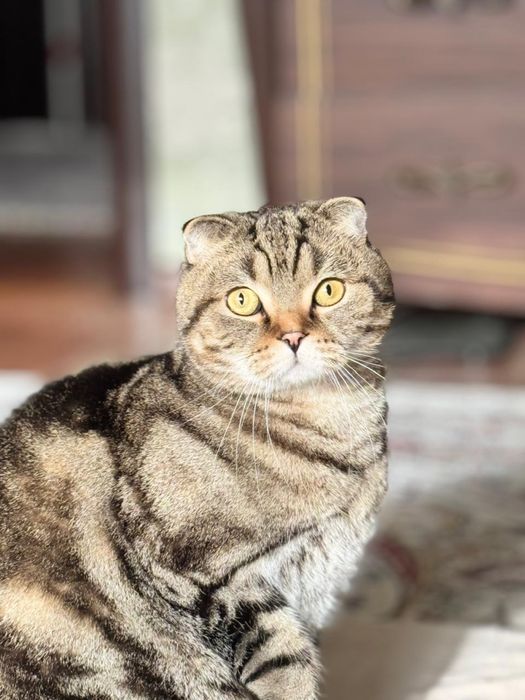 Котенок кот кошка