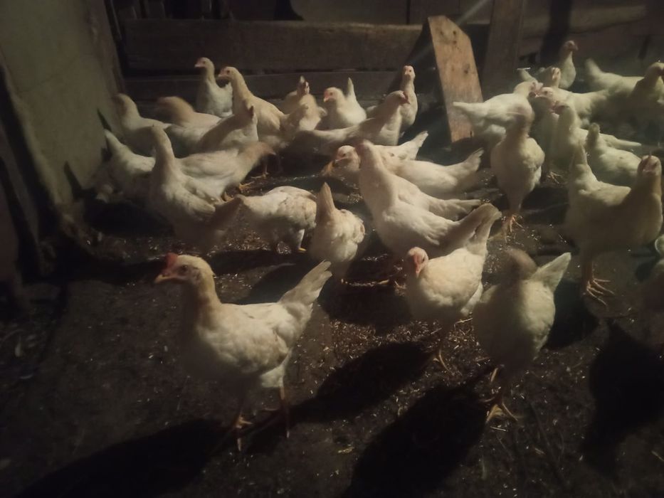 Продам петушков породы родонит