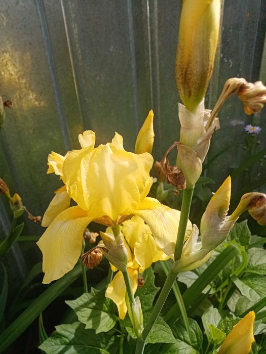 Ирисы жёлтые высокие.