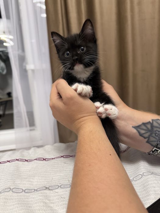 Отлам котенка в любящие руки