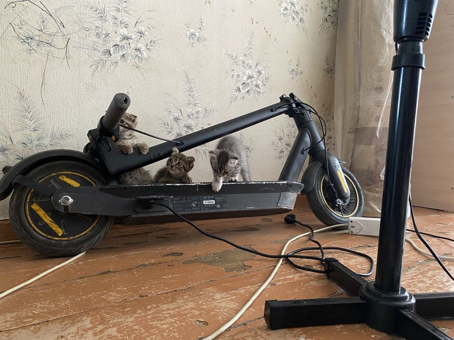 Котята вислоухие