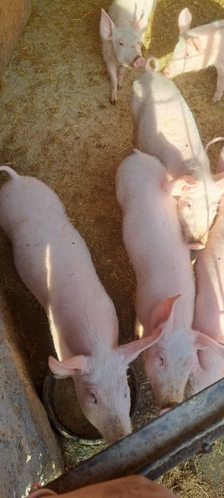 Vând iepurași de casa