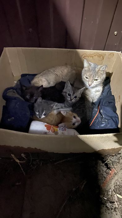 Кошки срочнооооо