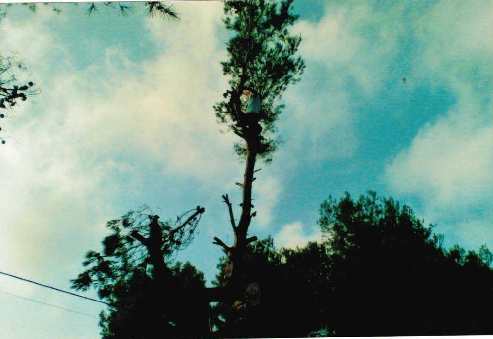 Toaletare copaci in Bucuresti si Ilfov