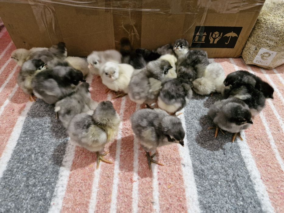 Pui Australorp 1 săptămână