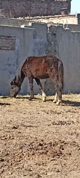 Еркек тай сатылады