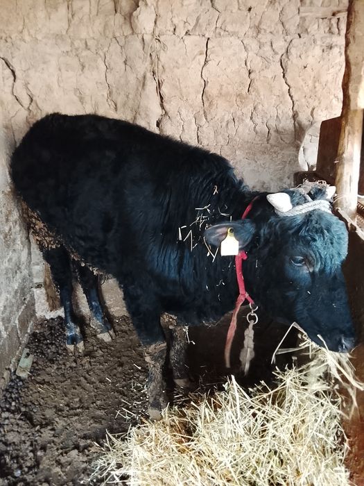 Buqacha sotiladi 1 eoshdan oshgan soglom