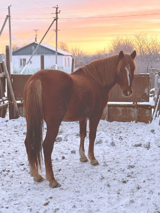 Продам жеребца для табуна и верховой езды