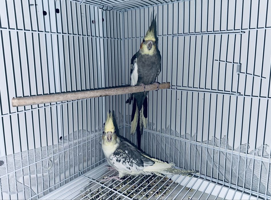 Продаю пару папугаев