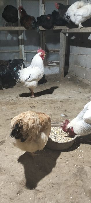 Адлер қораз сатам таза