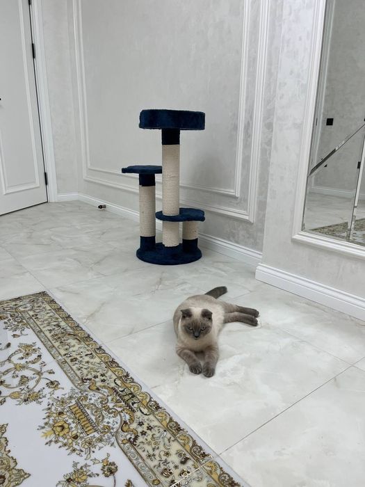 Rechirt Shahrisabz вязка