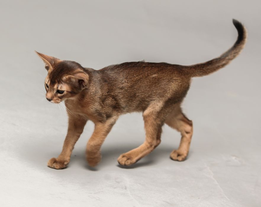 Абиссинские котята