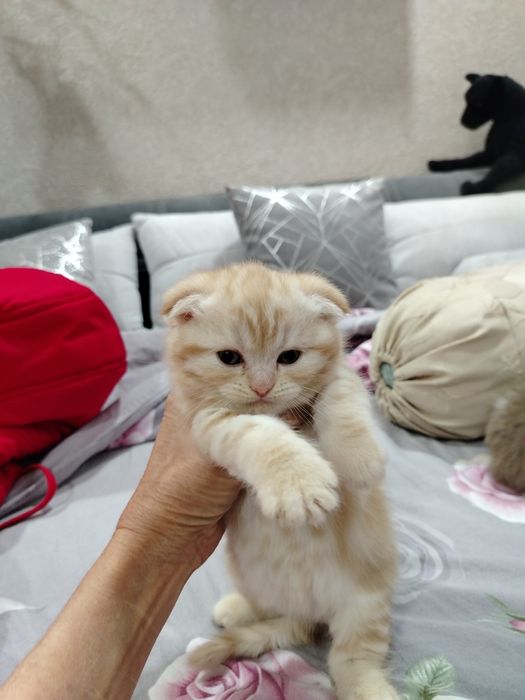 Котята скотиш фолд, скотиш страйт