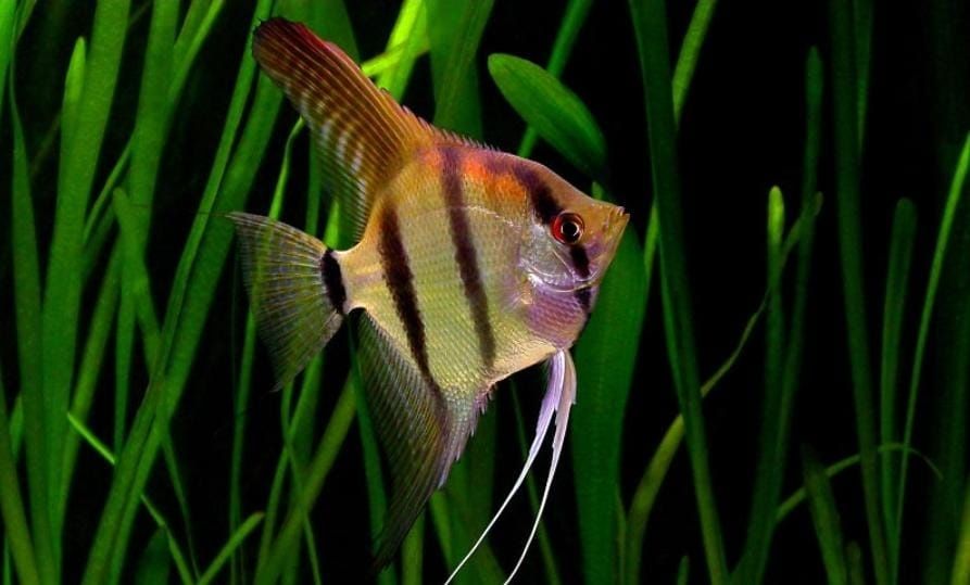 Рыбка ( скаляри )