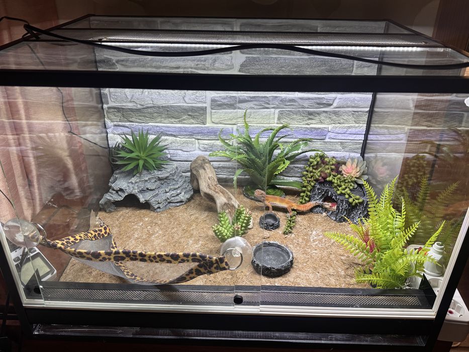 Эублефар морфа blood террариум ящерица