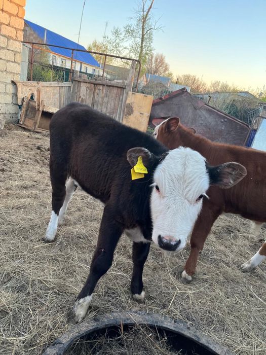 Продам телят хороших