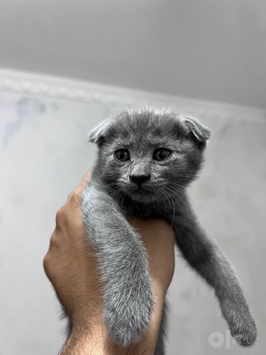 Мушук скотиш фолд