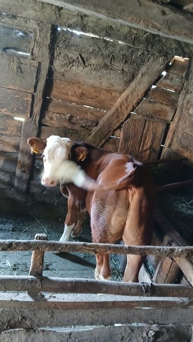 Vând vițel  balțat