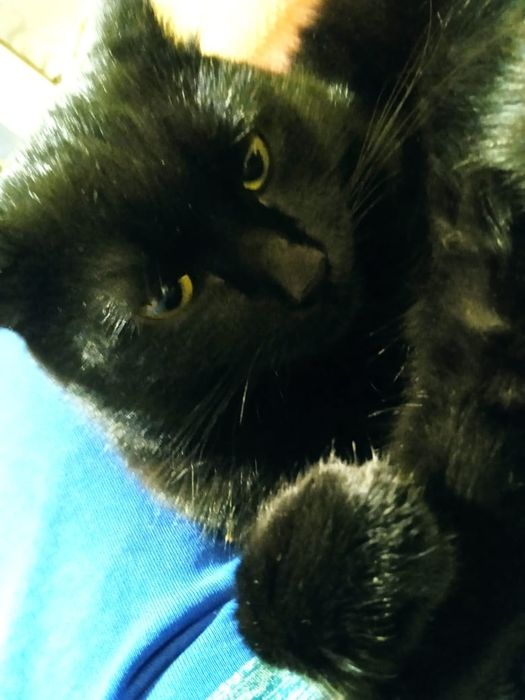 Кот британец ищет кошку