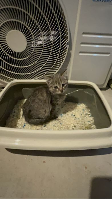 Бесплатно котёнок