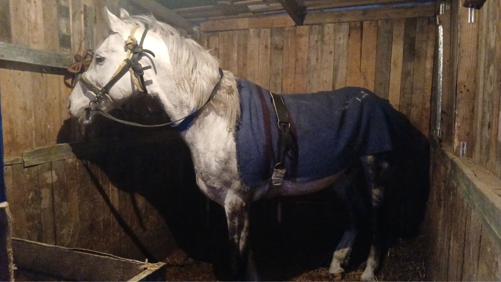 Продам жеребца Англо Араб