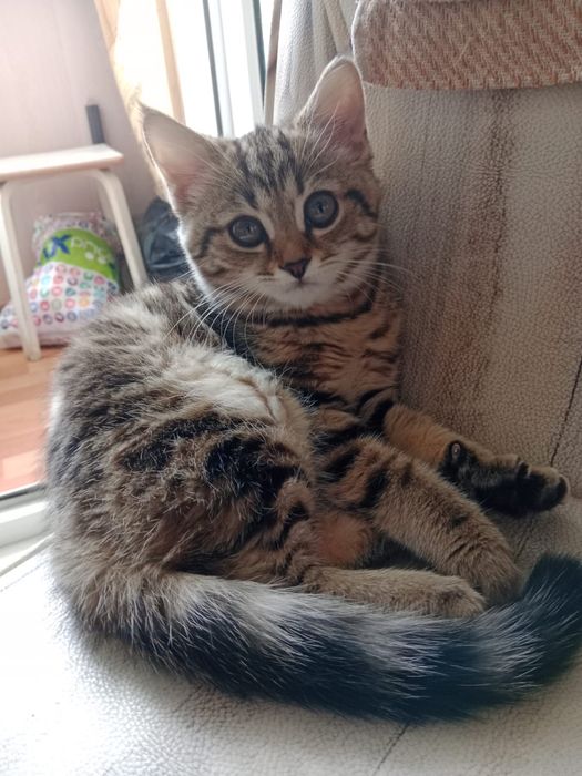 Котёнок девочка в добрые рукм