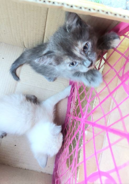Отдам Котёнка. 1 мес, серая.