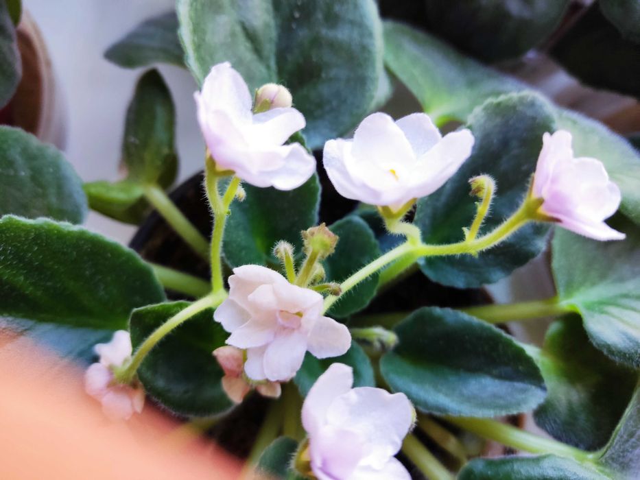 Продам цветок фиалку