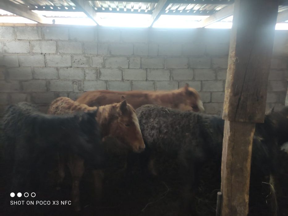 Лошади тай жабагы