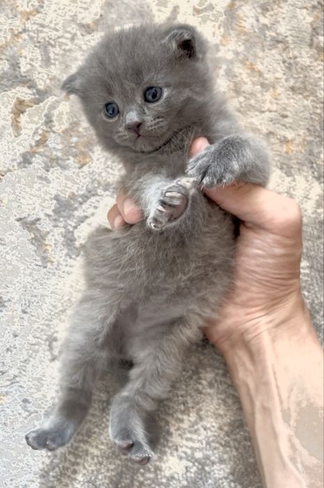 Шотлански висалухий