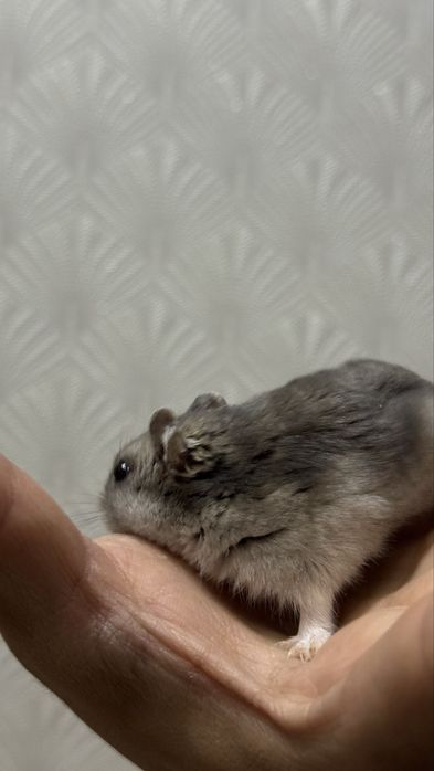 ПРОДАМ хомяк с клеткой