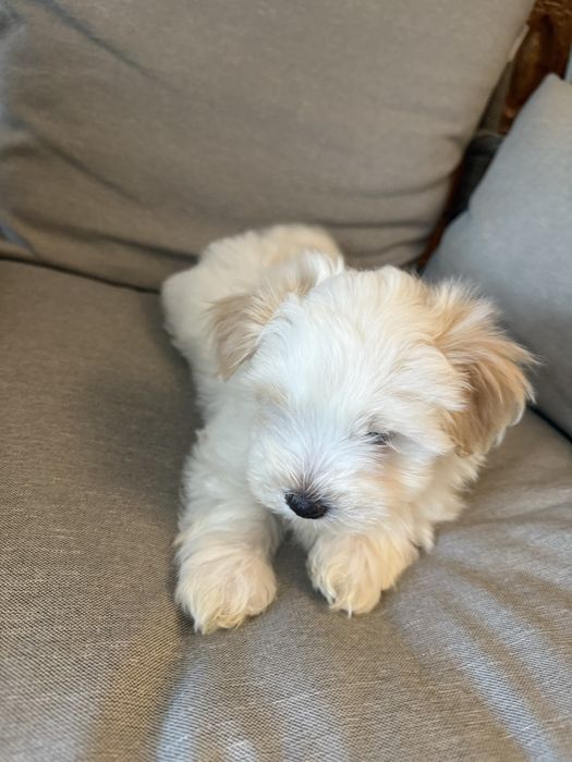 Pui metis bichon havanez x maltez