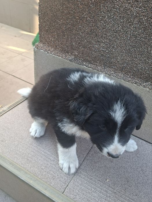 Pui border collie pur