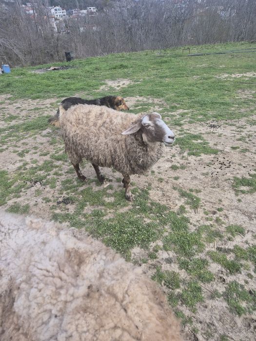 Продавам 2 овце 1 коза ялови  за клане