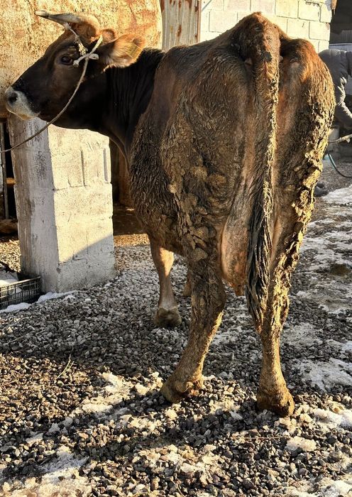 Корова Алатауская