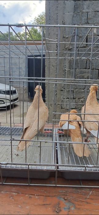 Продам американцы кармилки.