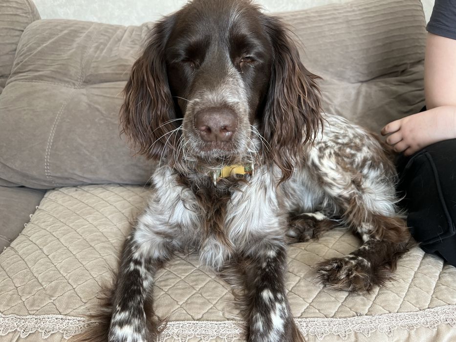 Выгул собак - район Молодежки, Астана