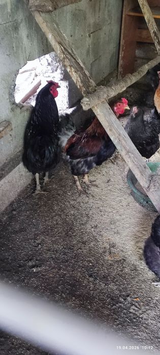 Продам или обменяю петухов