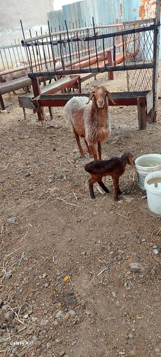 Киргизистон она бола куйлар сотилади