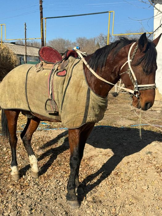 6жасар айғыр сатылады