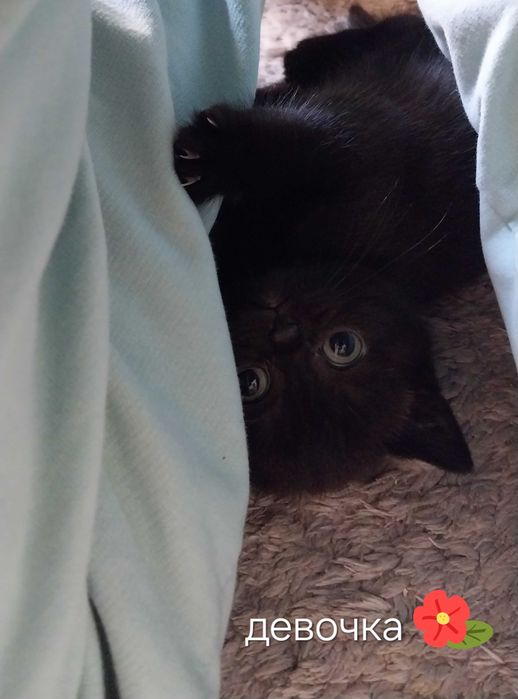 Котята скотишстрайт