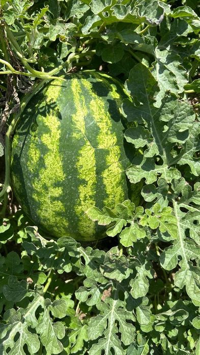 Арбуз холер дамды