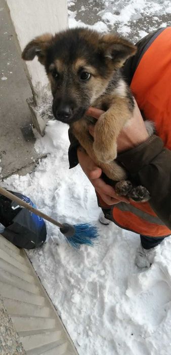 Срочно щенок ищет дом!